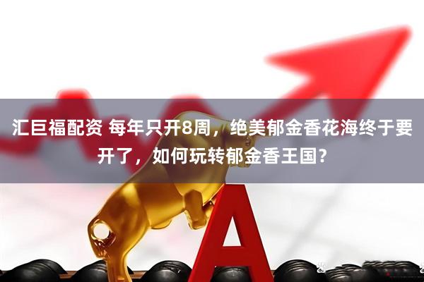 汇巨福配资 每年只开8周，绝美郁金香花海终于要开了，如何玩转郁金香王国？